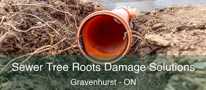  Sewer Tree Roots Damage Solutions Gravenhurst - ON